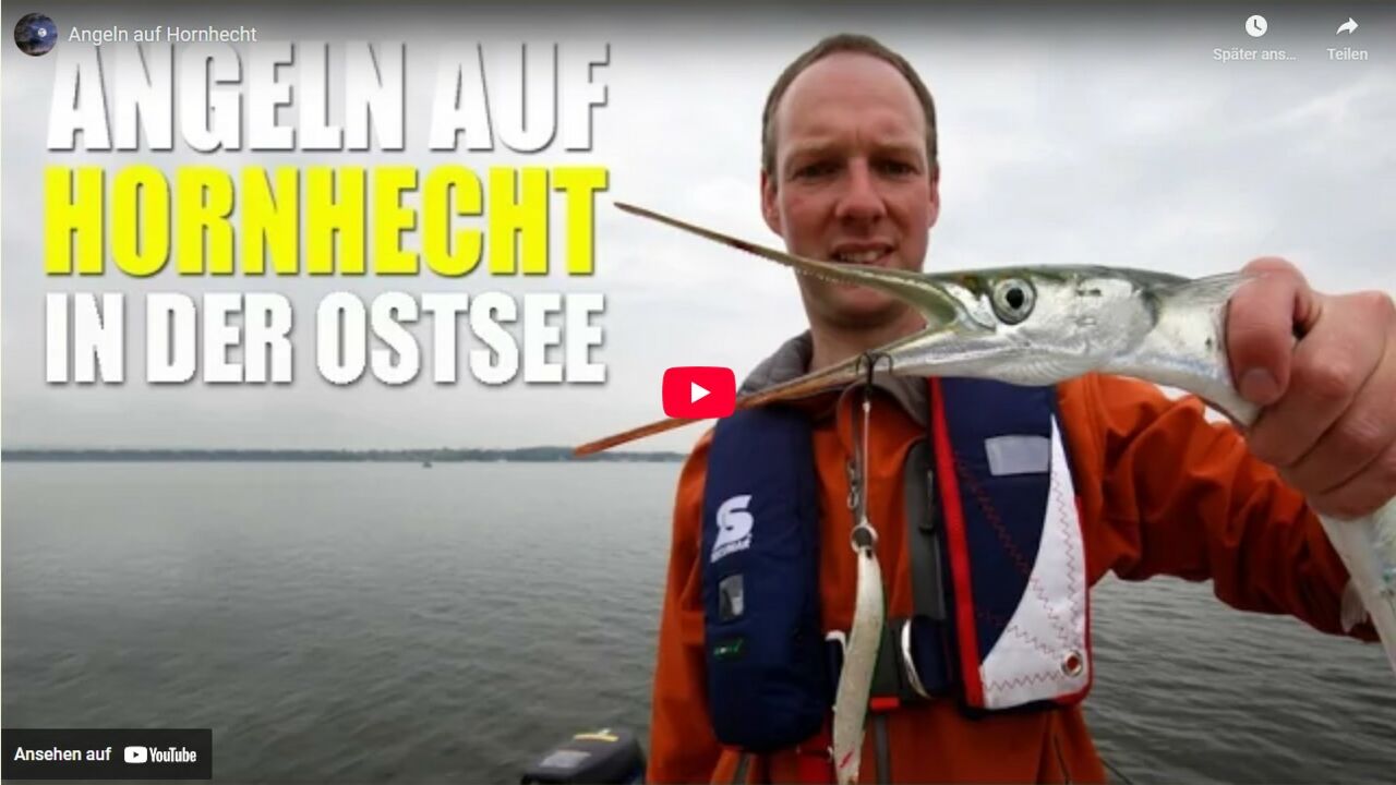 Angeln auf Hornhecht