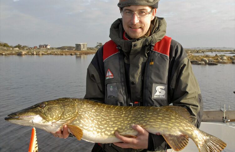 Daniel Grell hat am 1.11.2011 auf Jerk Bait in Karlskrona Schären in Schweden einen stolzen 105 cm Hecht gefangen